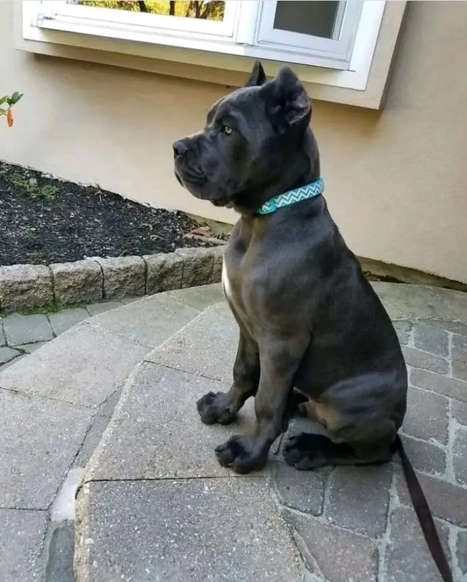 Cane Corso Puppies for Sale.