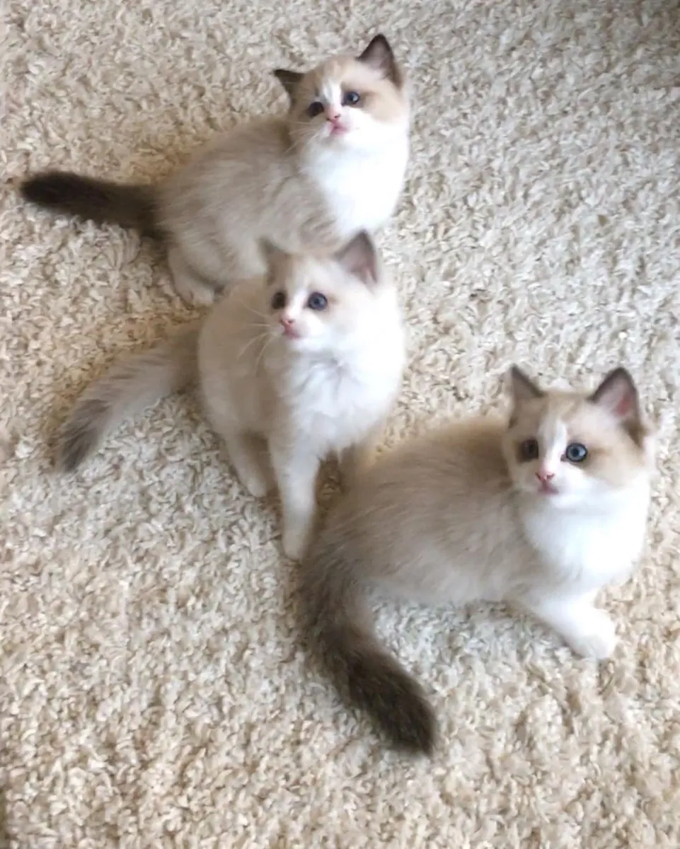 Available Ragdoll kittens for adoption 