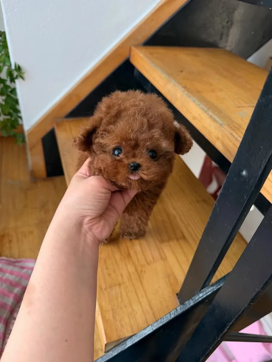 LINDA MALTIPOO EN ADOPCIÓN