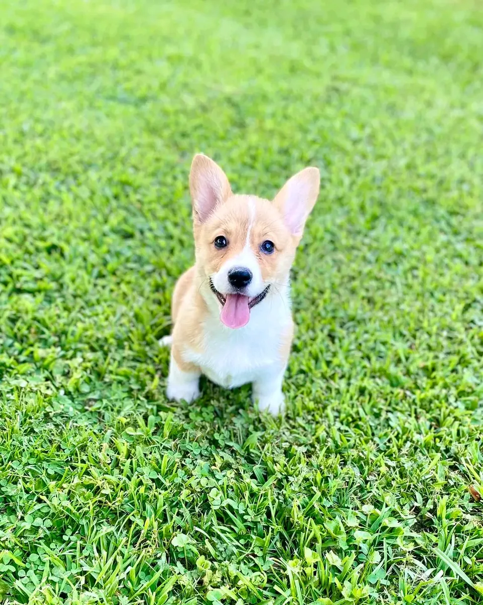 Cute Welsh corgi