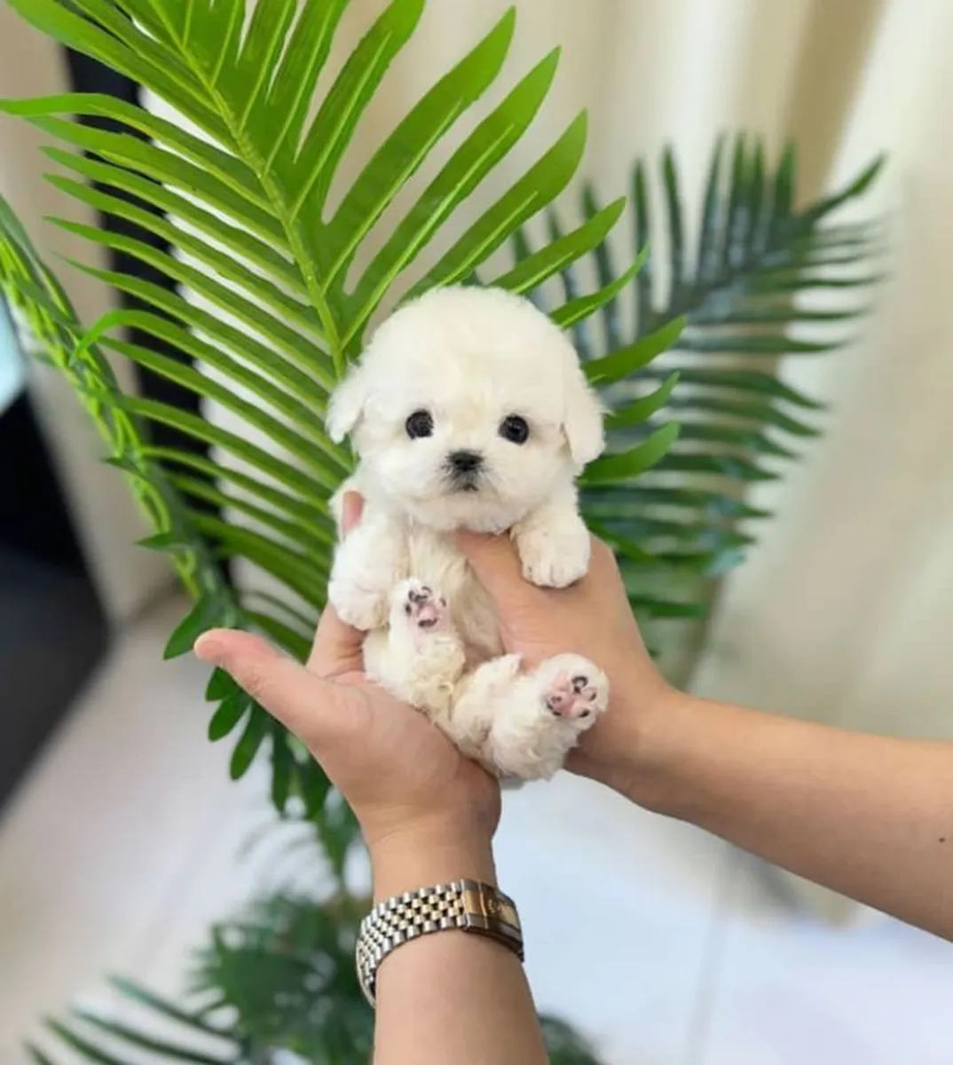 Mignon chiot caniche à adopter