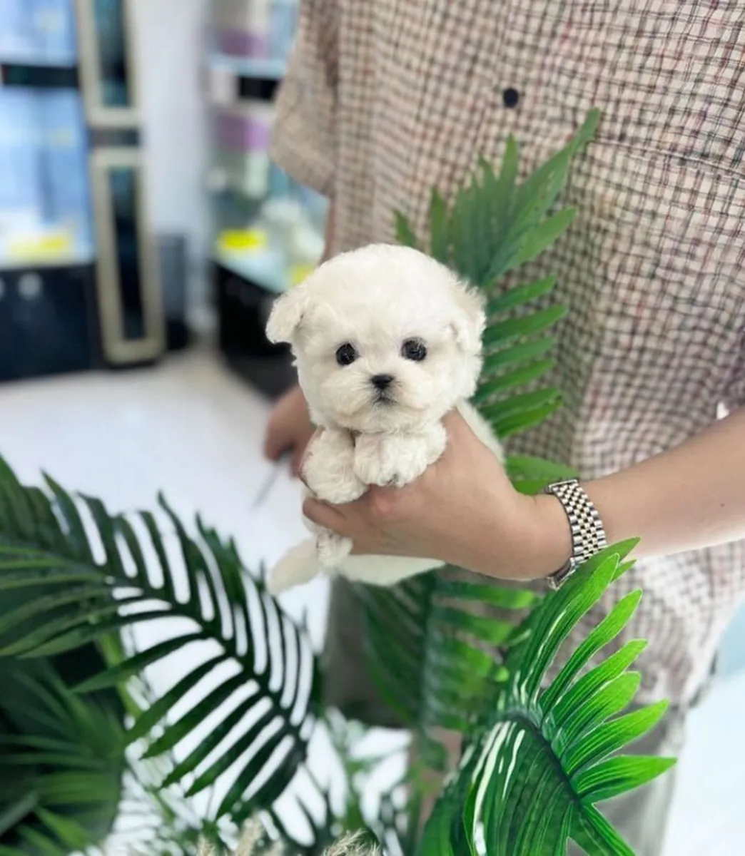 Mignon chiot caniche à adopter