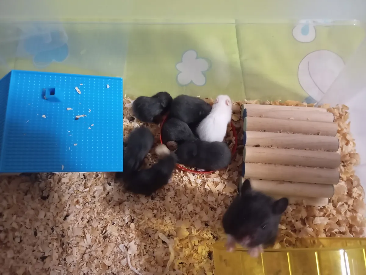 Gift Syrian hamster pups of 3 weeks