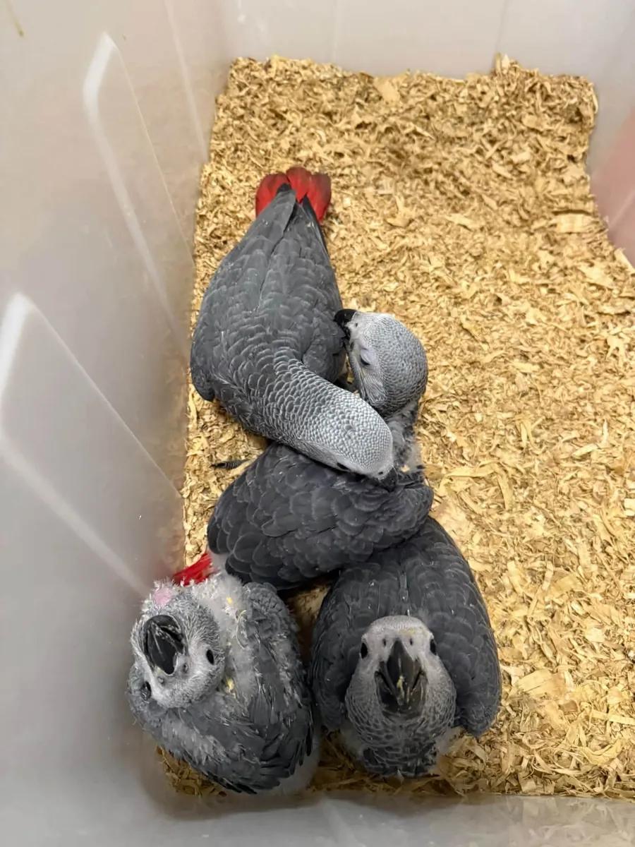 African Grey parrots babies 