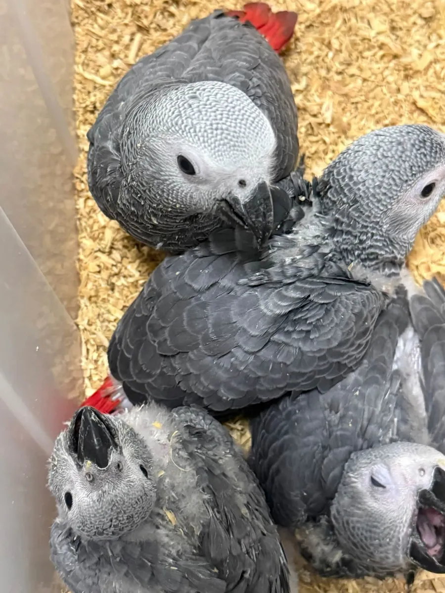 African Grey parrots babies 