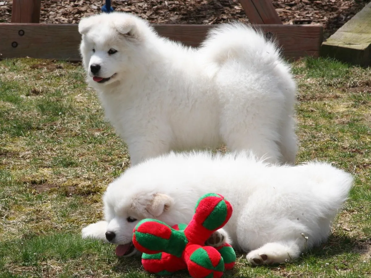 Samoyed puppies