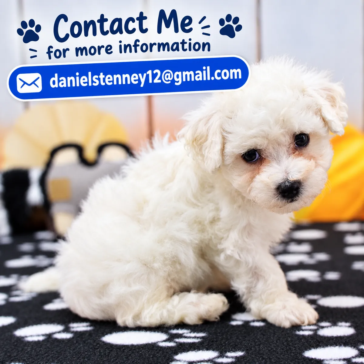 Adorables chiots Bichon Frise