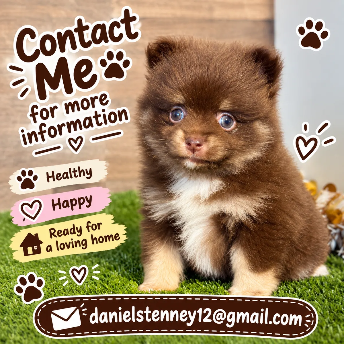 Chiots Pomeraniens Mignons Disponibles