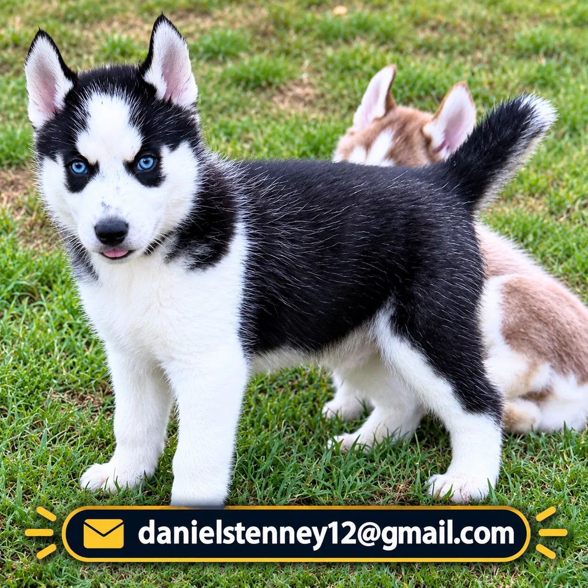 Siberian Husky puppies