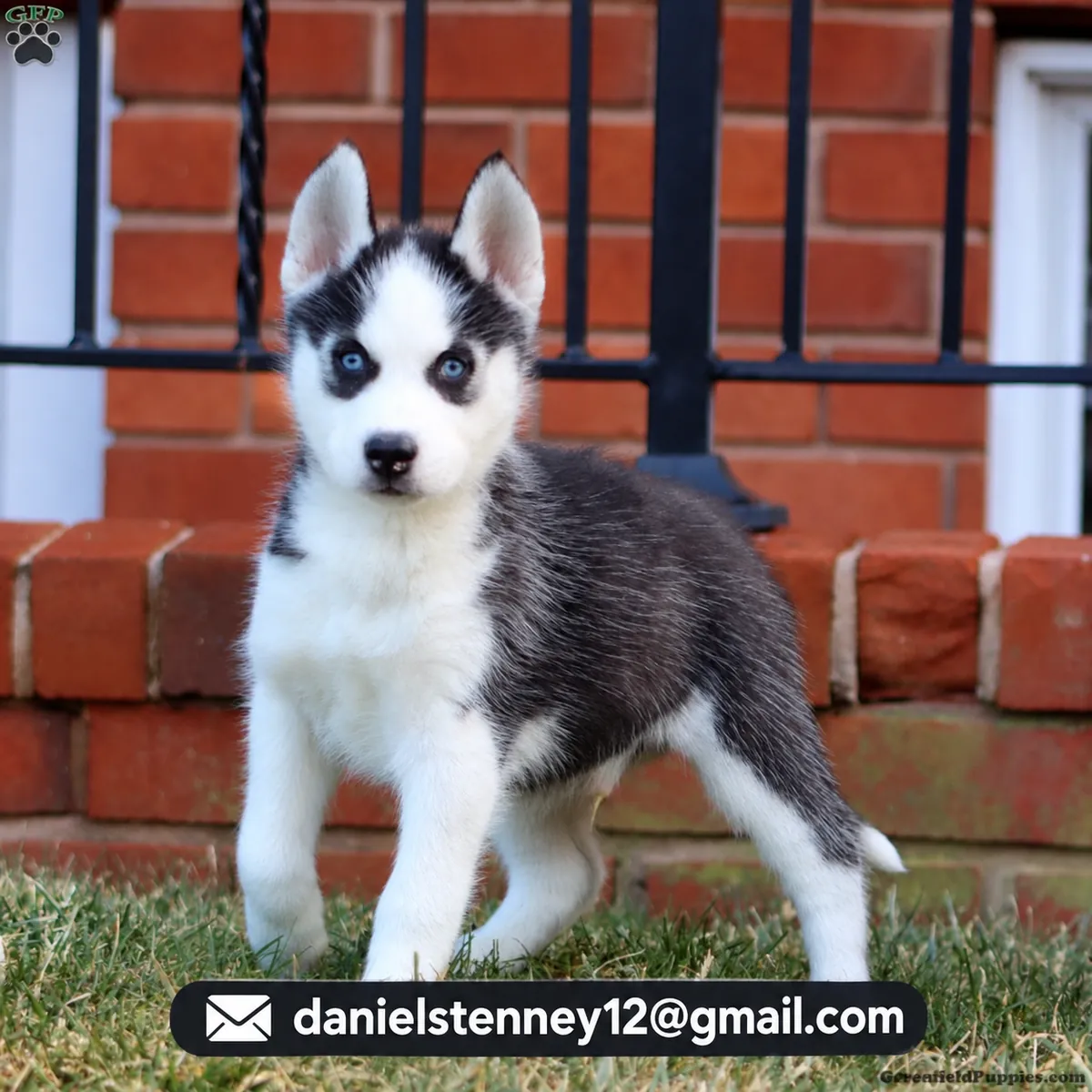 Smart Siberian Husky