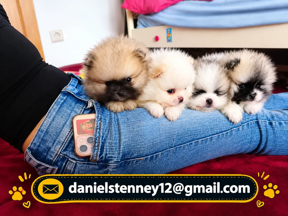 Pomeranian puppies