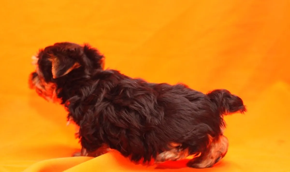 Yorkshire terrier pups