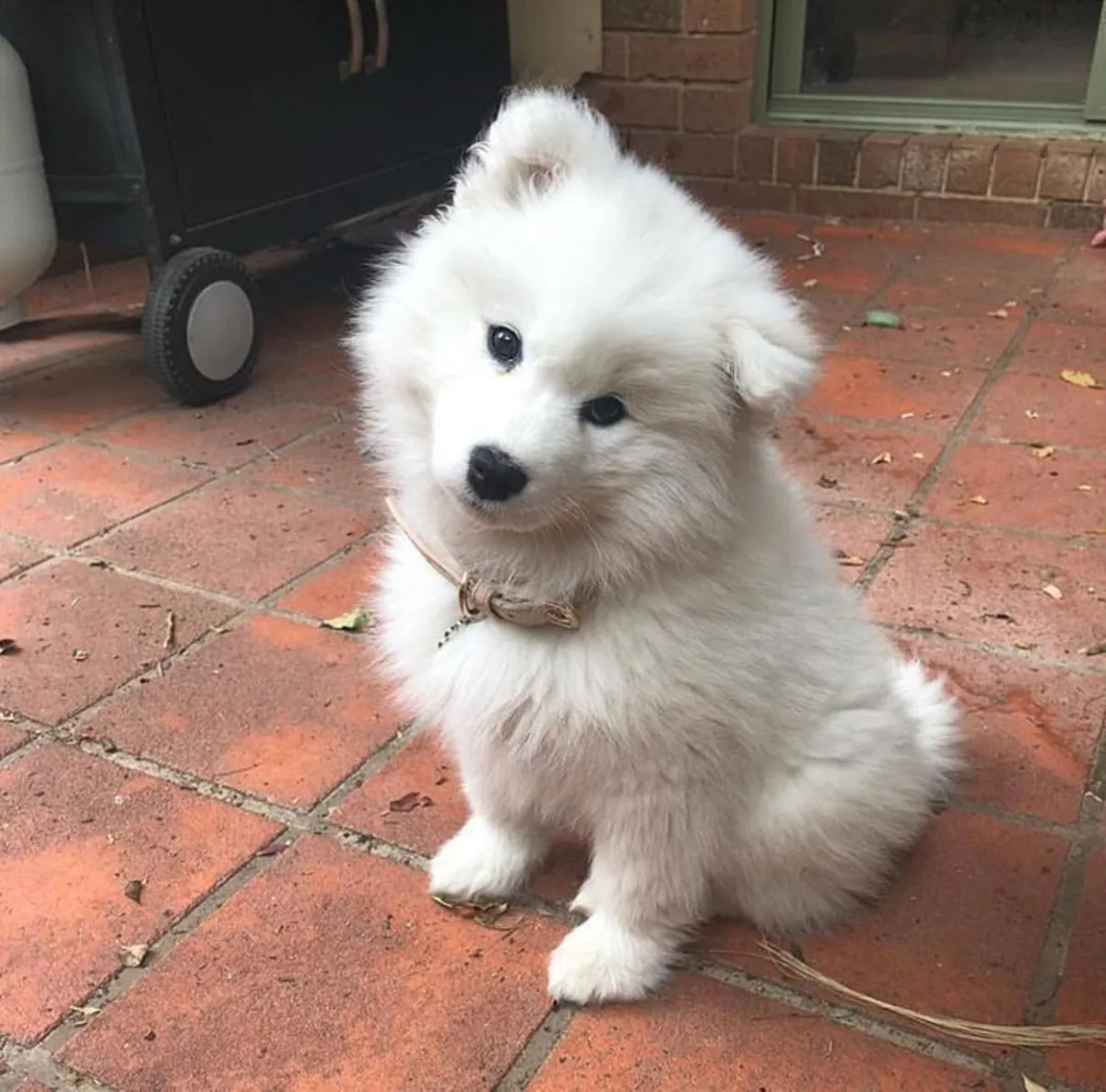 🐶❤️ Ce petit Samoyède attend de trouver sa famille idéale.
