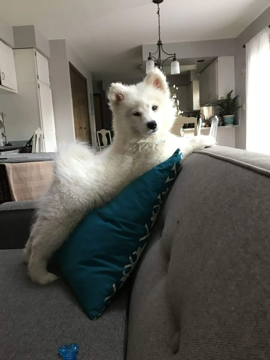 ⭐❄️ Dieser kleine Samojede ist ein echter weißer Star.