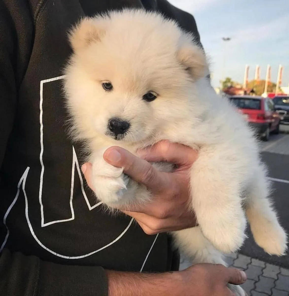 🤍🐶 Dieser kleine Samojede hat einen ganz besonderen Charme.