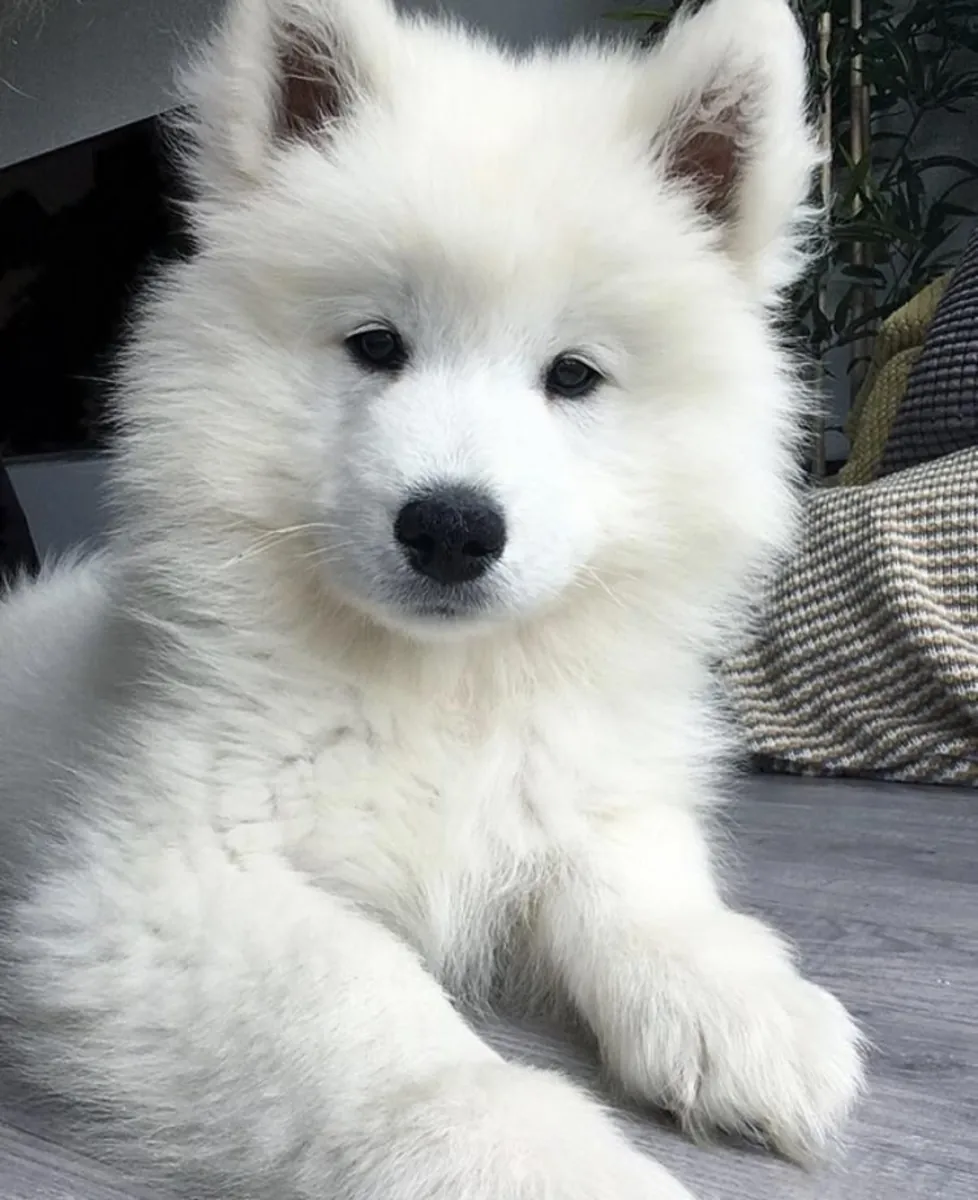 💎🐾 Este hermoso samoyedo está esperando un hogar donde sea amado y valorado.