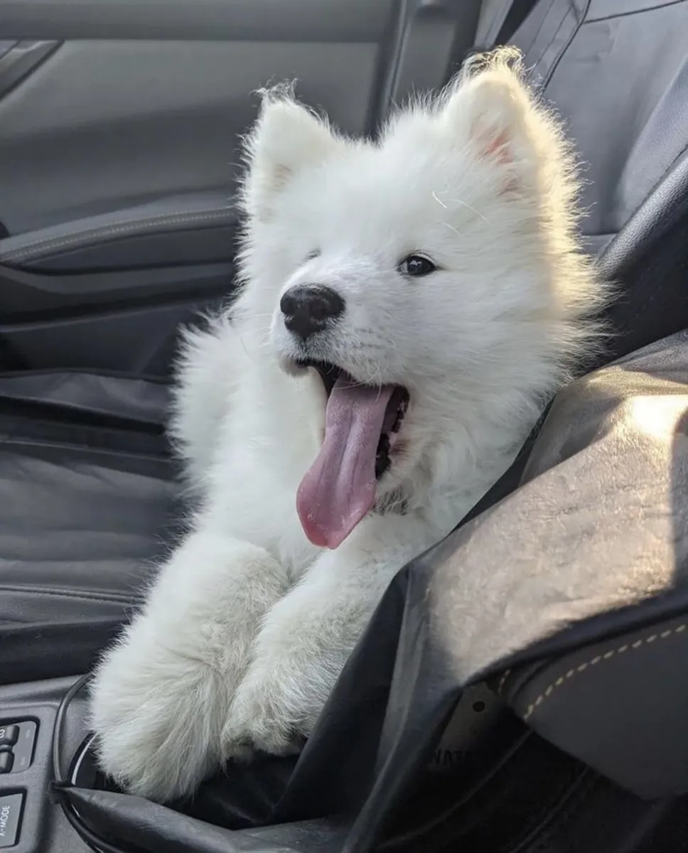 🏔️🐾 Für diesen wunderschönen Samojeden beginnt bald ein neues Abenteuer.