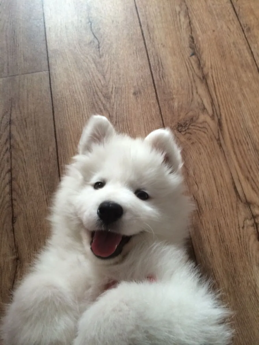 ❤️❄️ Este pequeño samoyedo gana rápidamente con su dulce cara y su hermoso pelaje