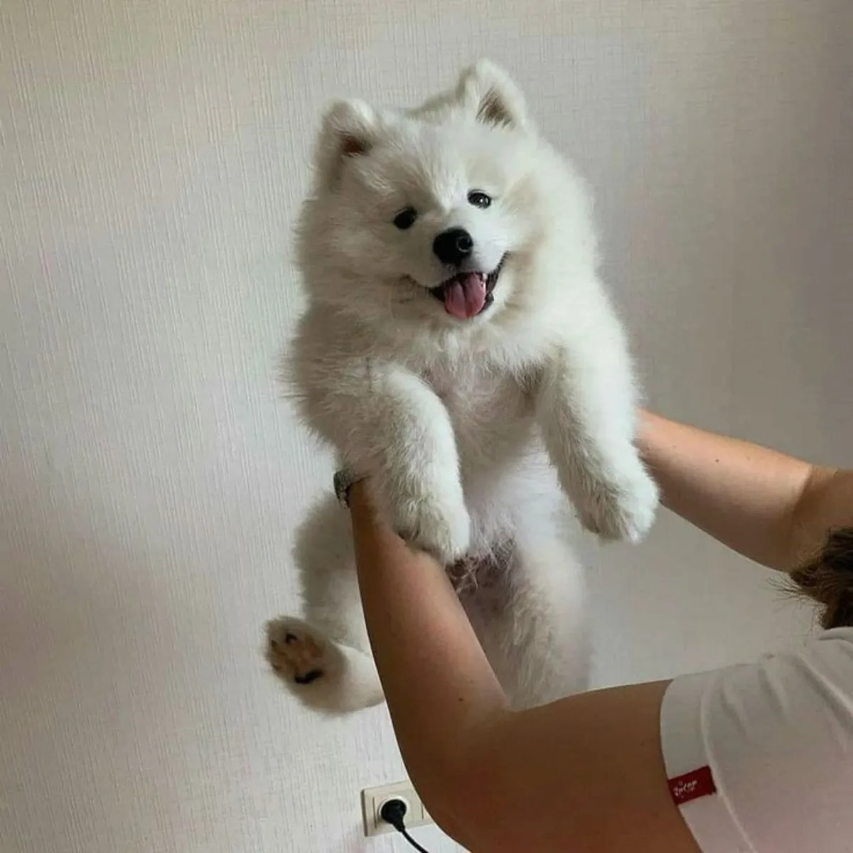 😍🐶 Este Samoyedo tiene una mirada especialmente dulce y encantadora.