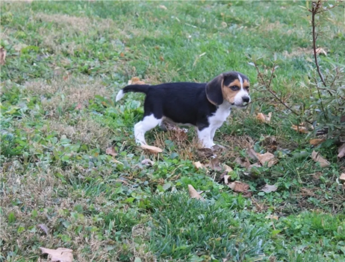 Adorable cachorros de Beagle necesitan un hogar.