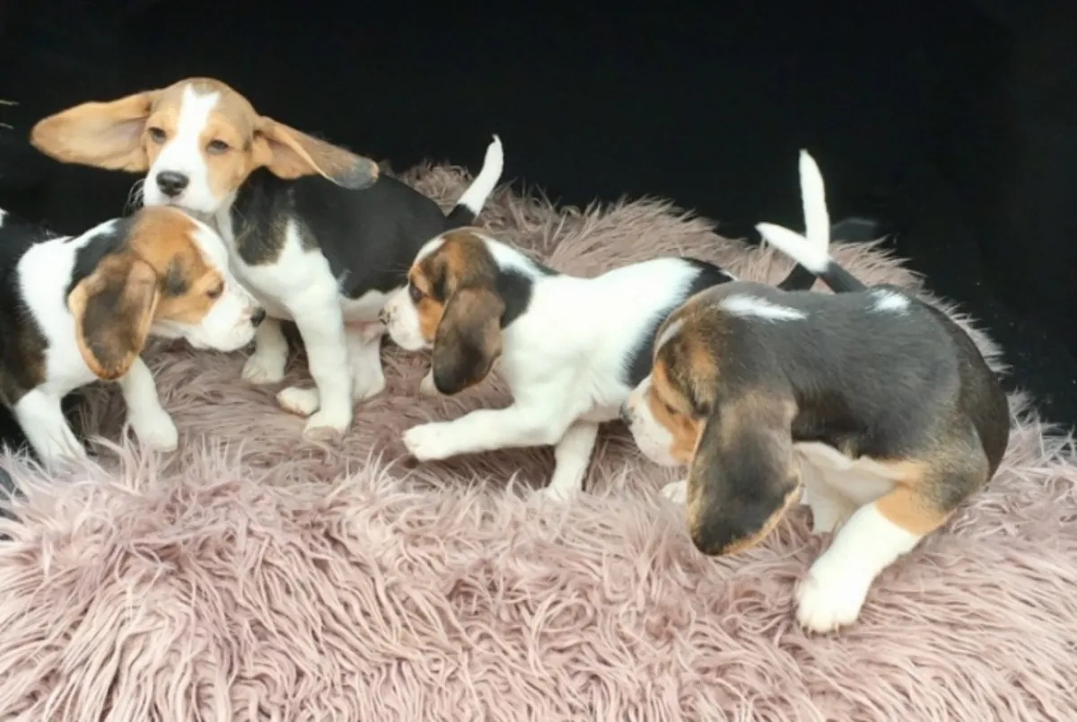 Chiots Beagle de pure race