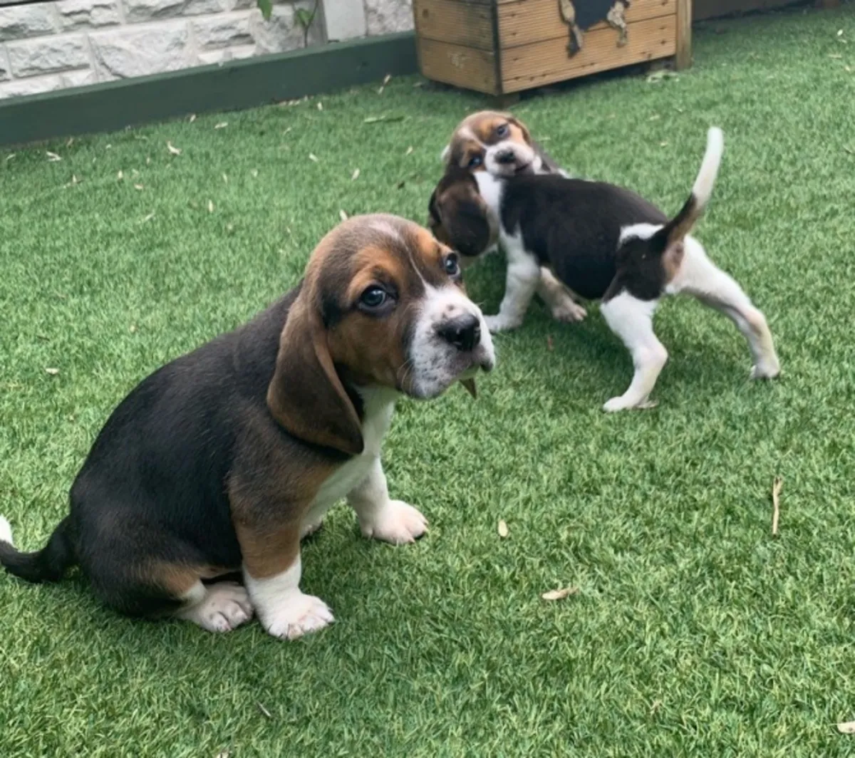 Increíbles cachorros de Beagle