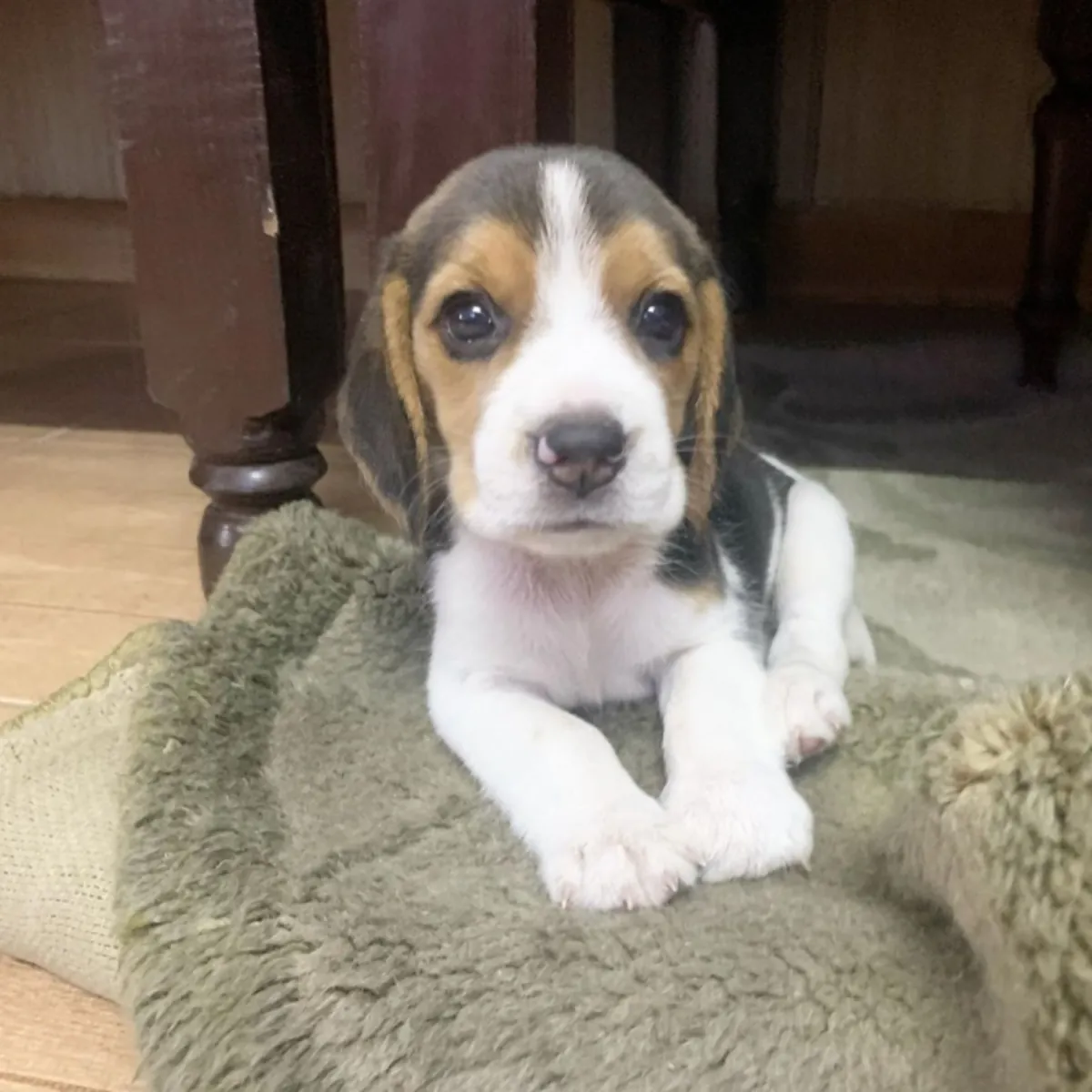 Beagle busca un buen hogar