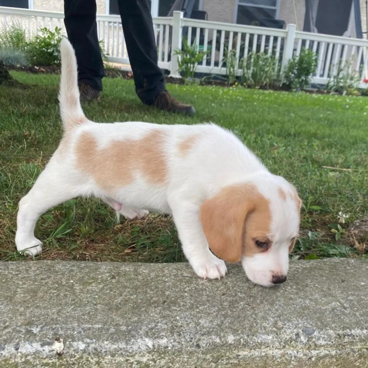 Chiots Beagle élevés à la maison disponibles