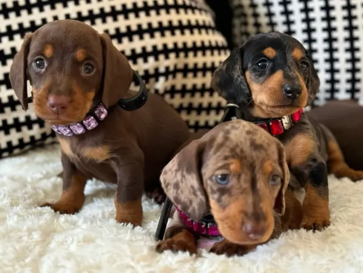 Chiots teckels disponibles à l'adoption.