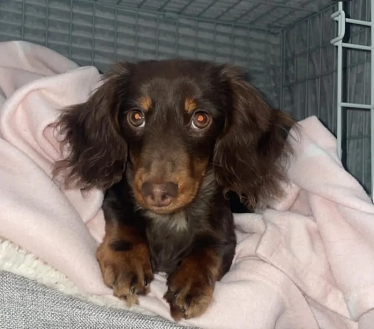 Adorable chiot teckel