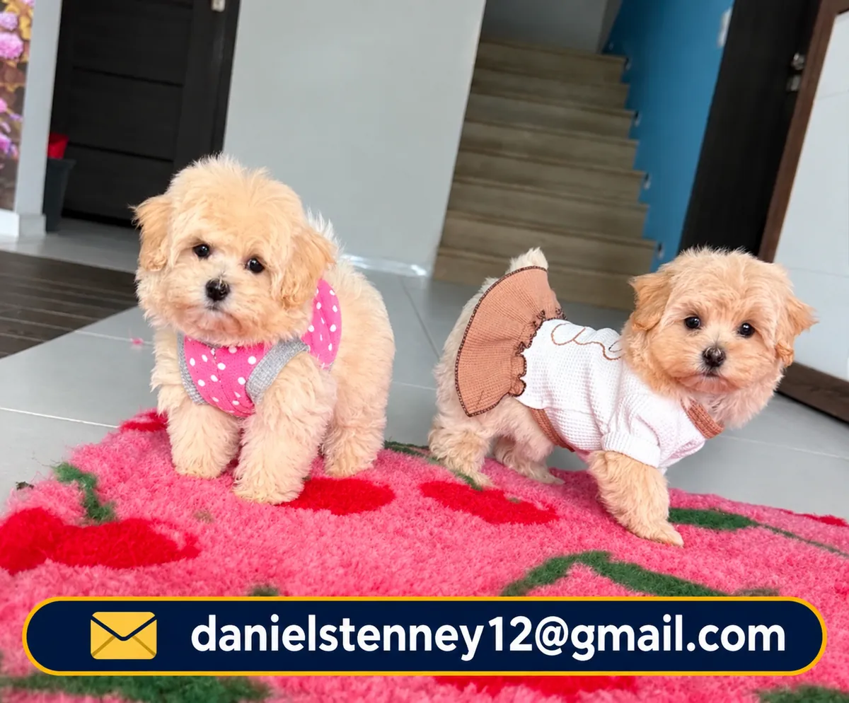 Chiots Maltipoo