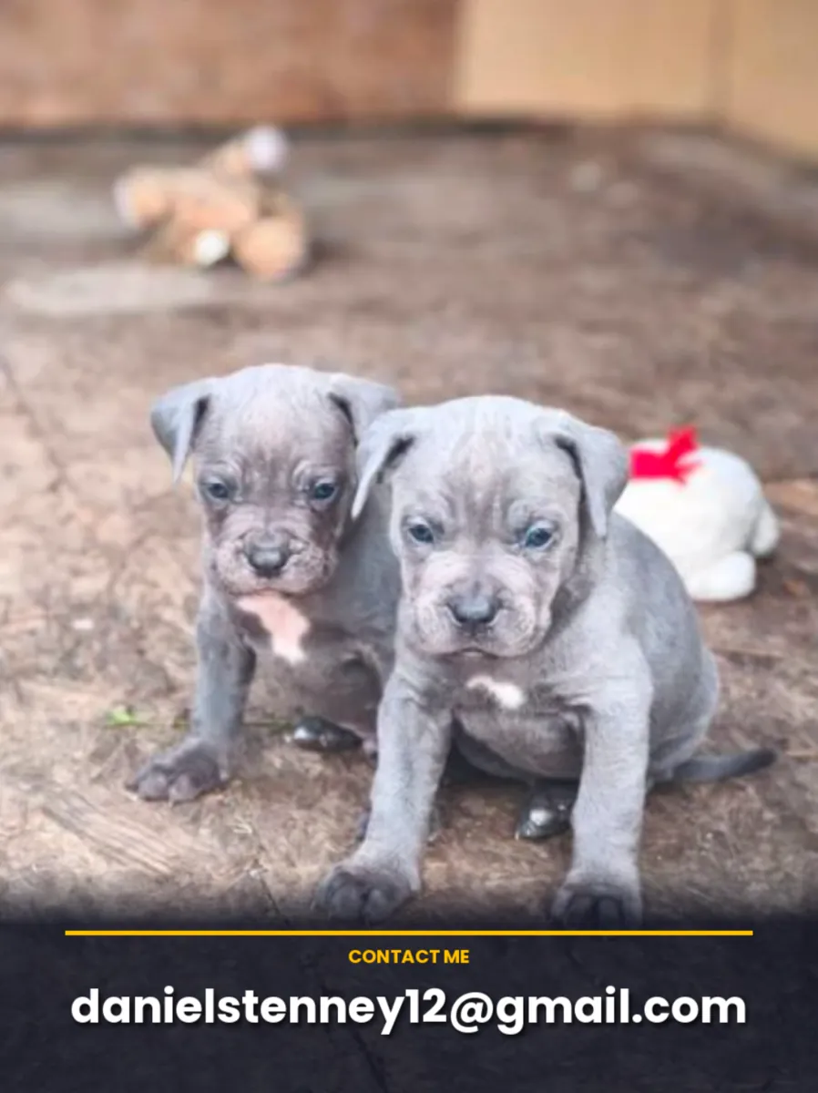 2 adorables chiots Cane Corso