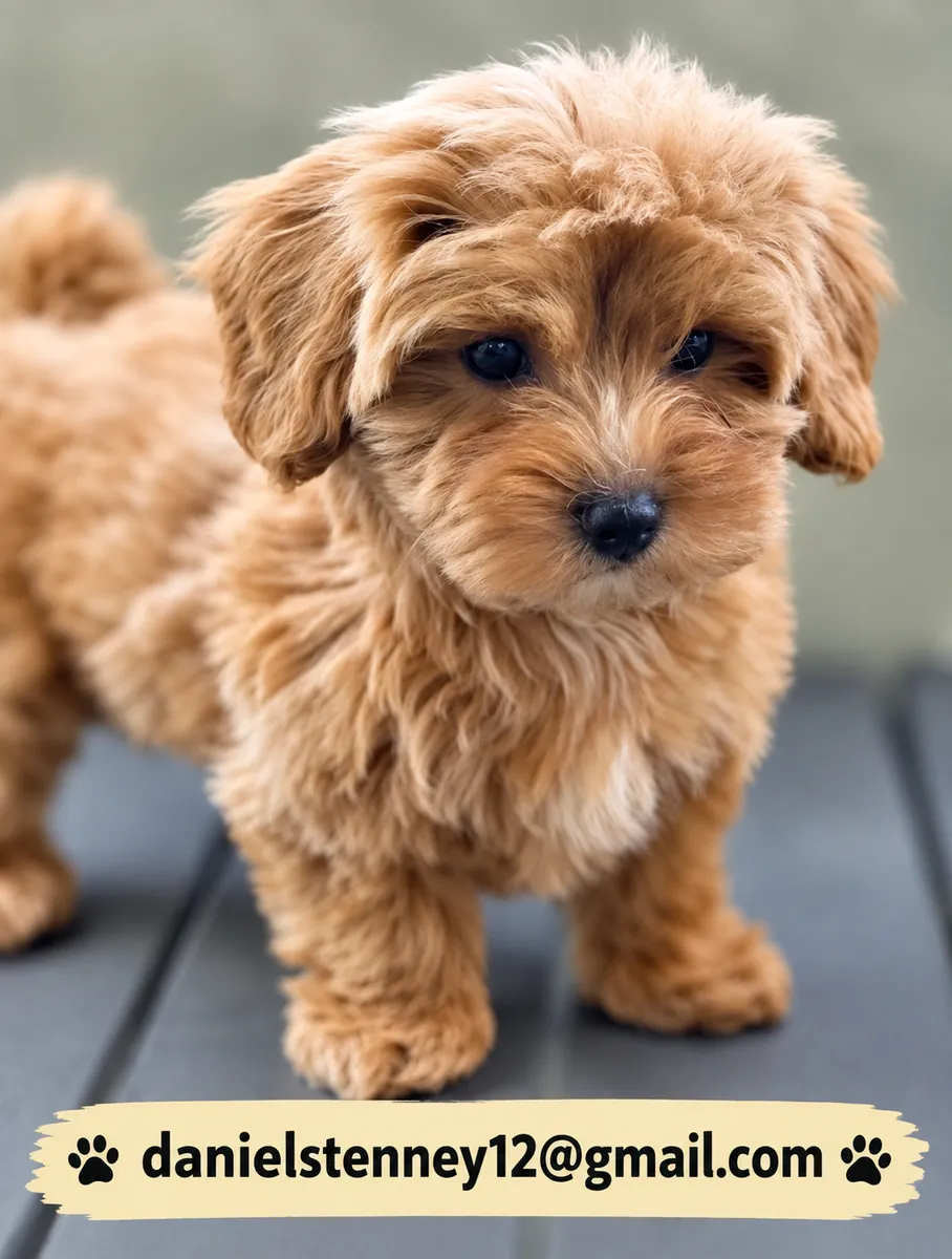 Beautiful Maltipoo Puppies
