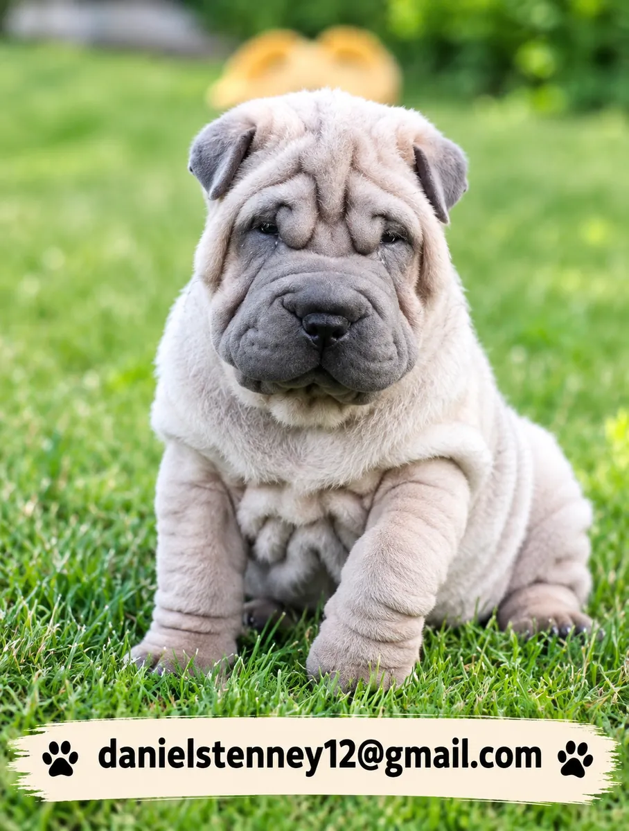 Shar-Pei puppies