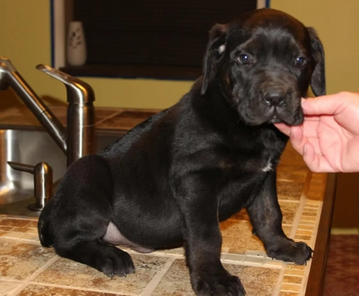 Cane Corso yavruları dişi ve erkek