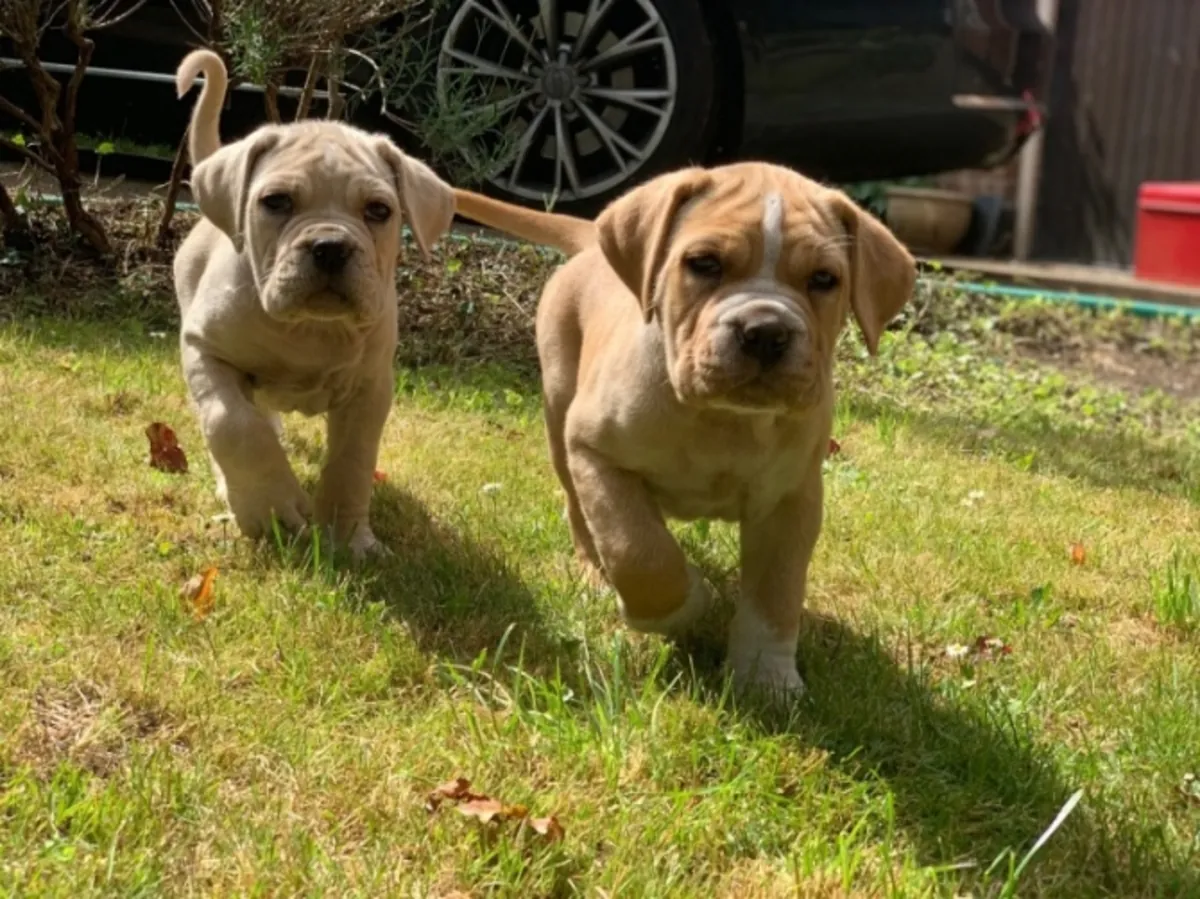 Cachorros de Cane Corso disponibles hoy