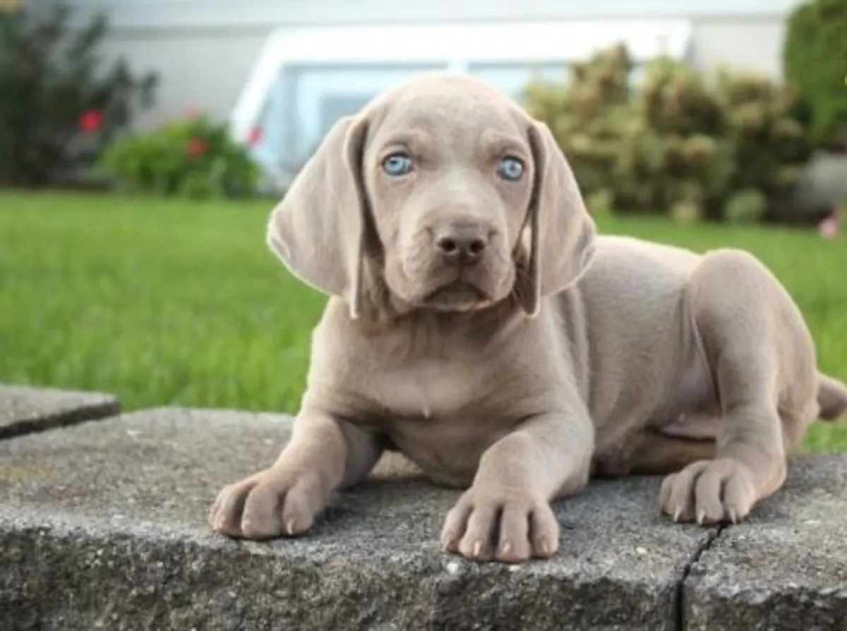 Chiots Weimaraner impressionnants (mâles et femelles)