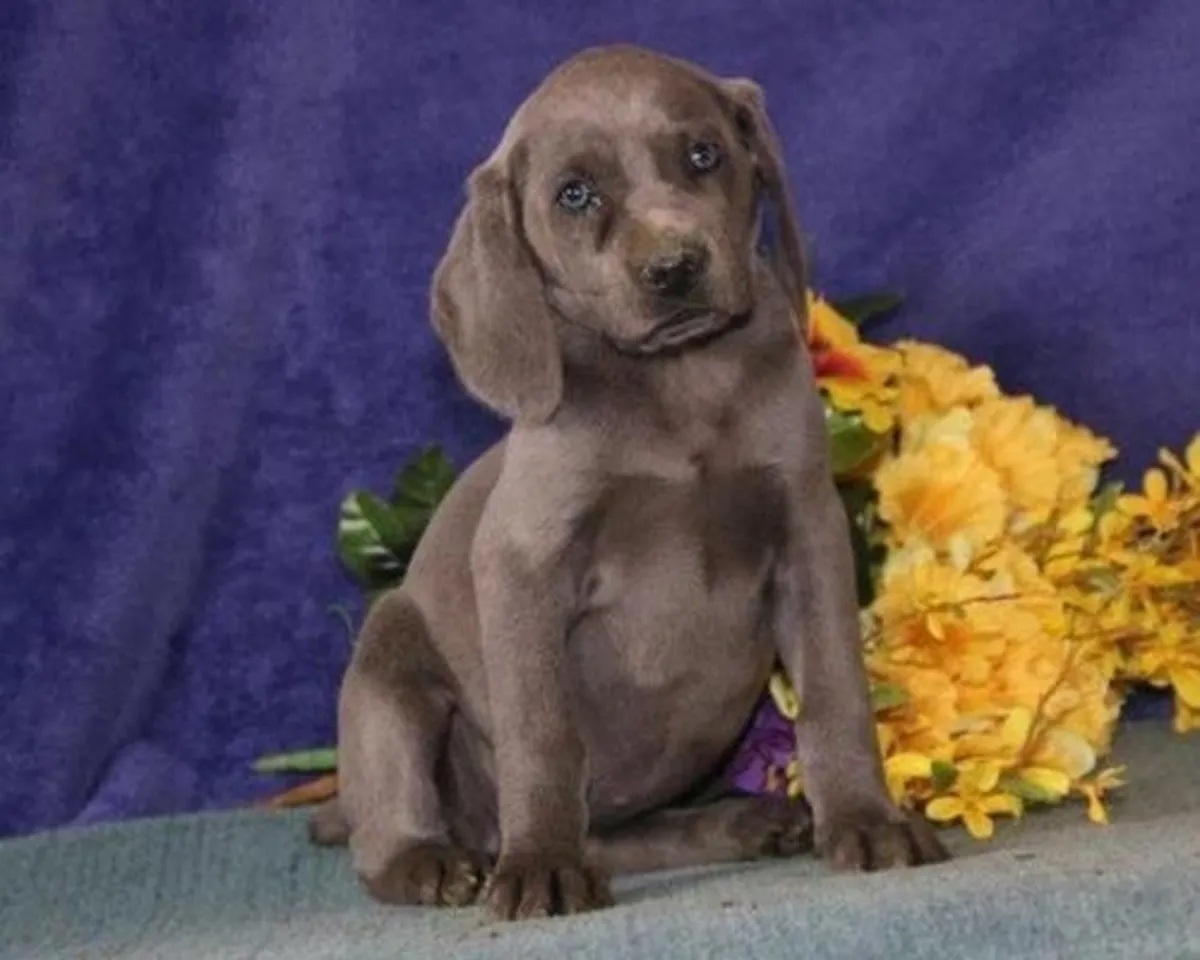 Cachorros Weimaraner, tanto machos como hembras