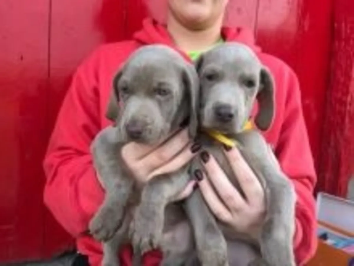 Preciosos cachorros de Weimaraner, machos y hembras.