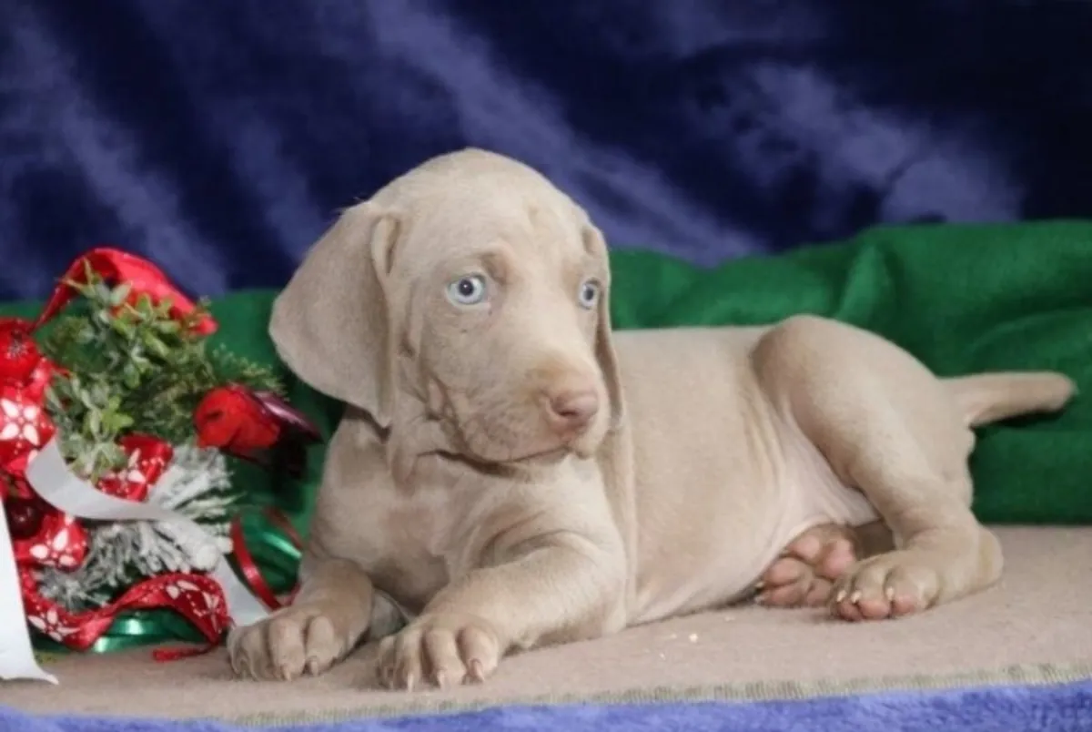 Hermosos cachorros de Weimaraner, machos y hembras.