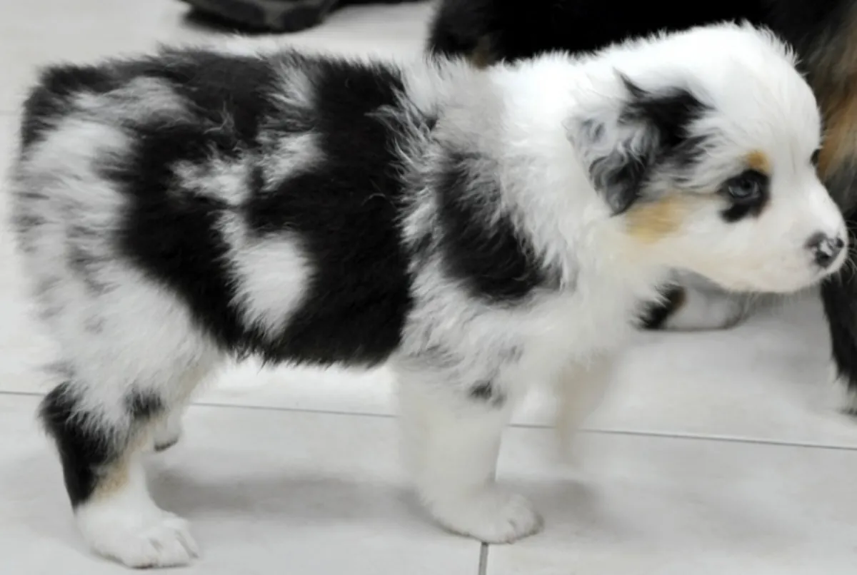 Chiots de berger australien enregistrés