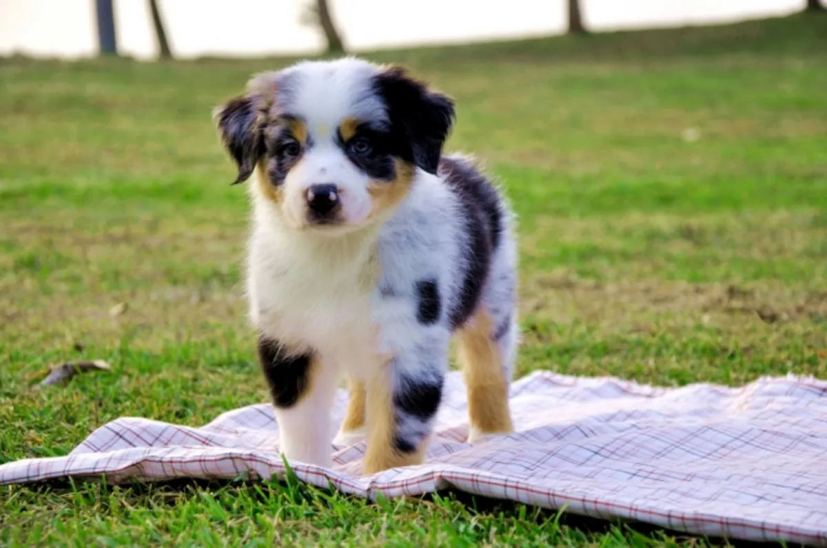 Adorable y excepcional camada de cachorros de pastor australiano