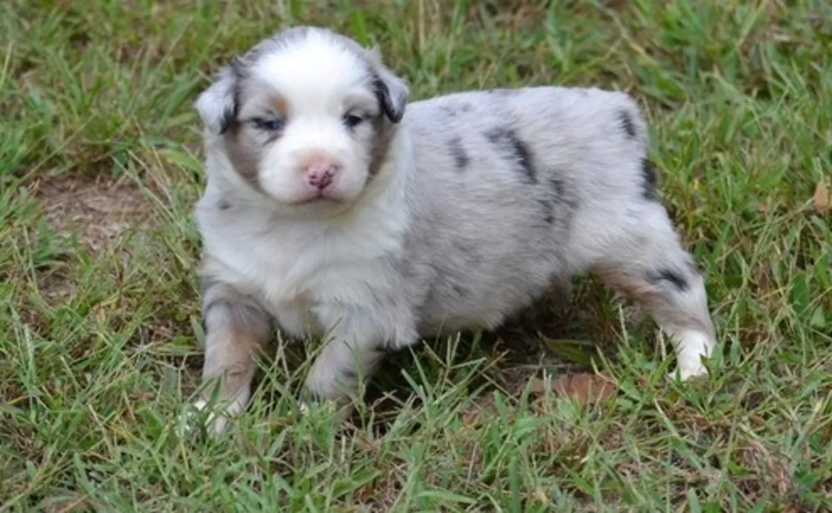 Chiots amicaux de berger australien