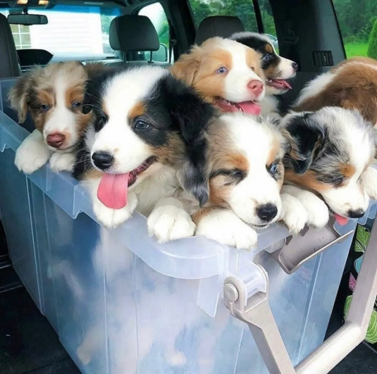 Cachorros de Pastor Australiano de calidad en adopción