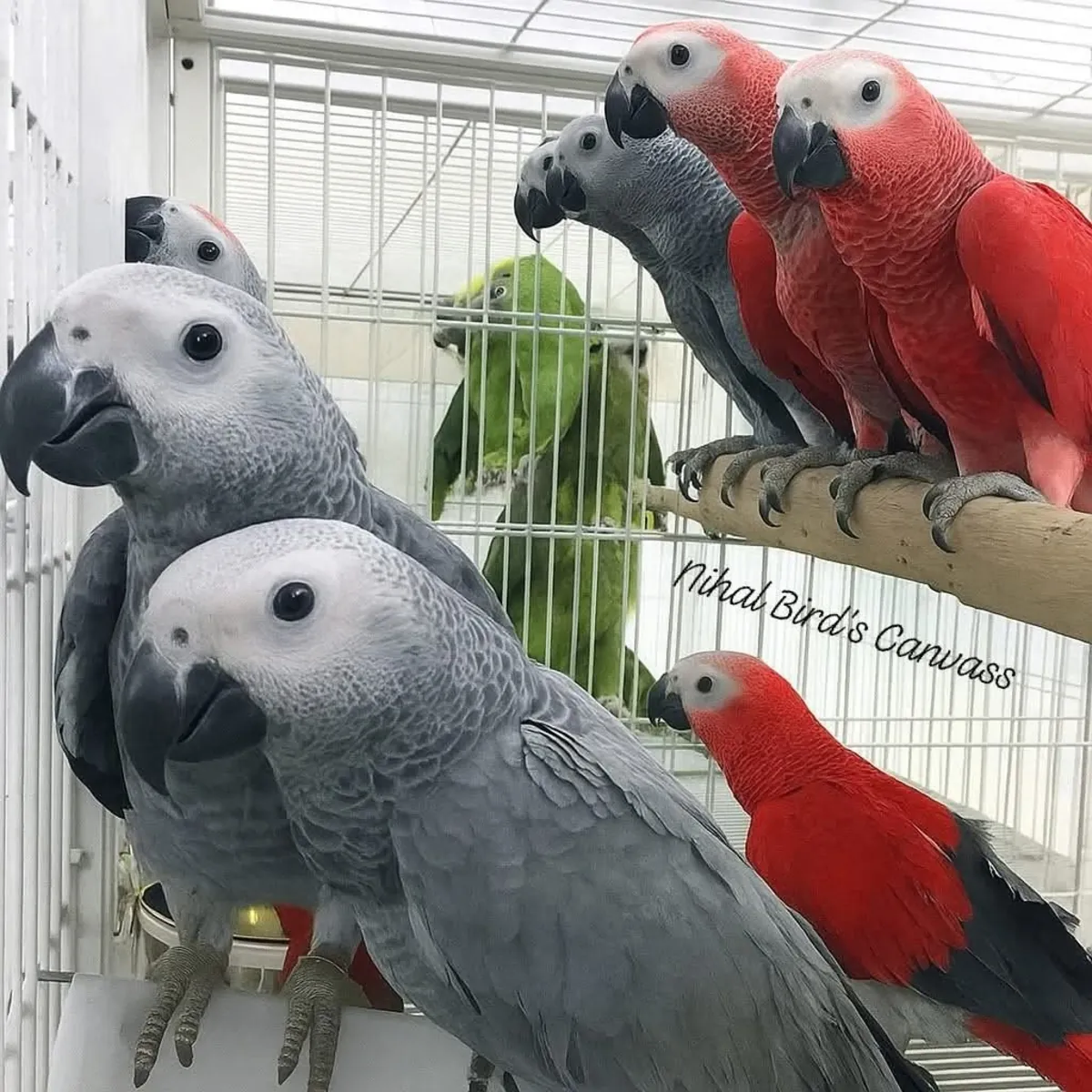 Congo and timneh African Grey parrots for sale Now