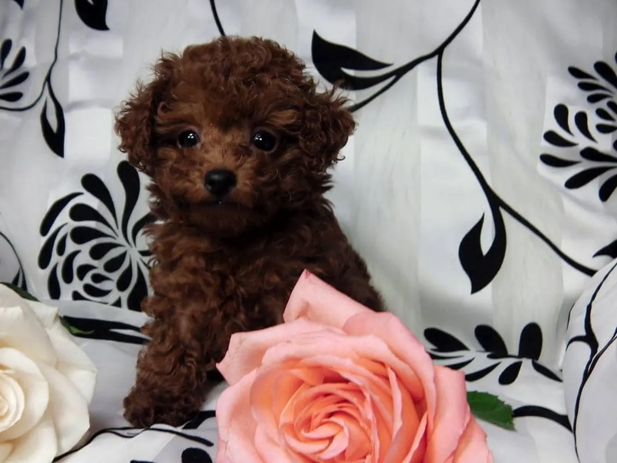 Cachorro de caniche Contacto  (vanessamy922 @ g mail.com)