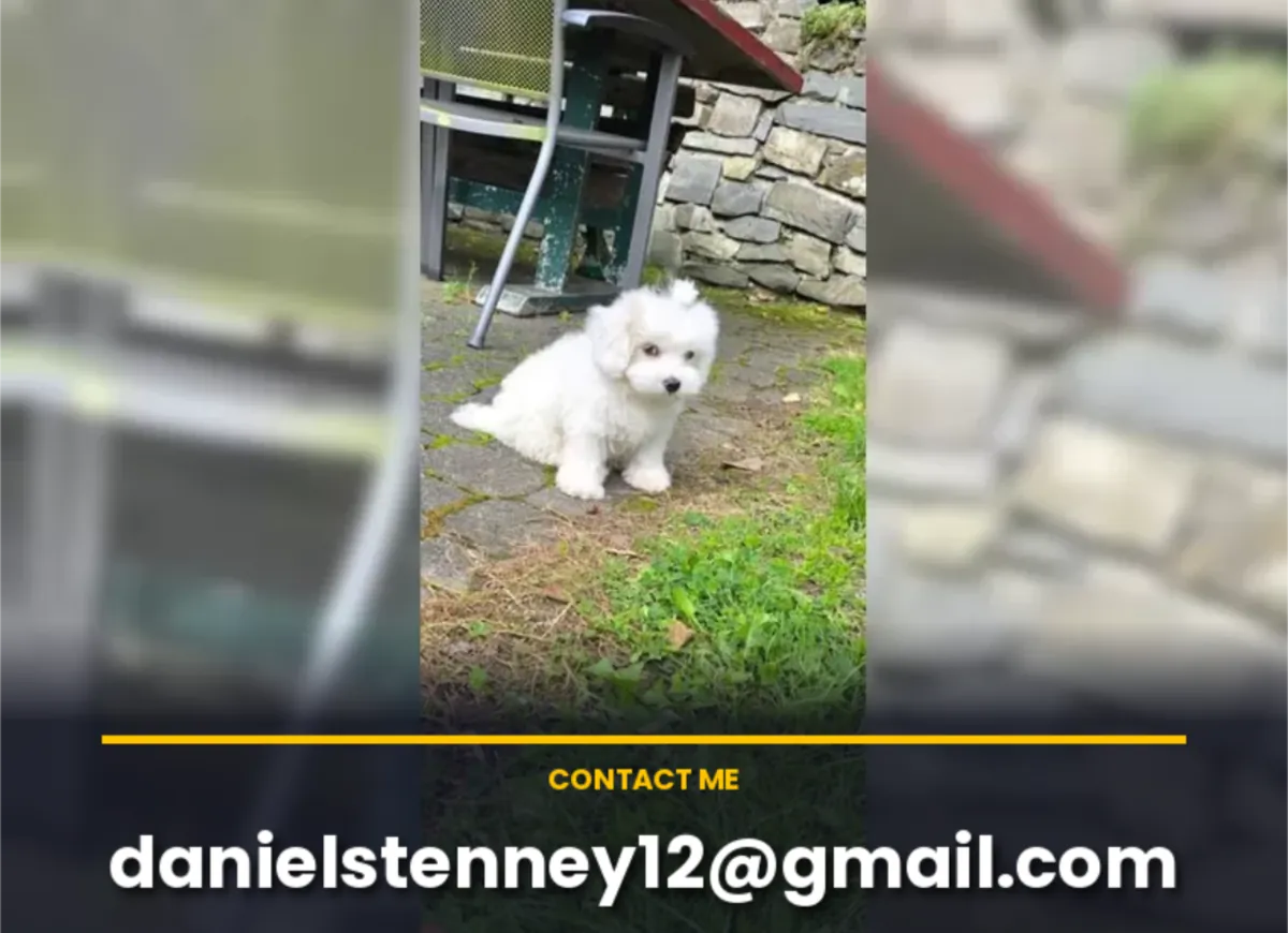 纯种马尔济斯犬幼犬