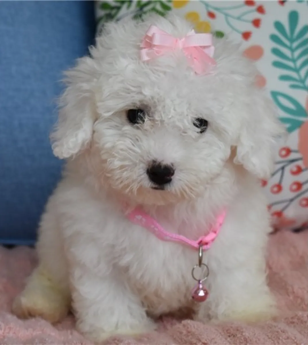 Chiots Maltipoo prêts à partir chez eux