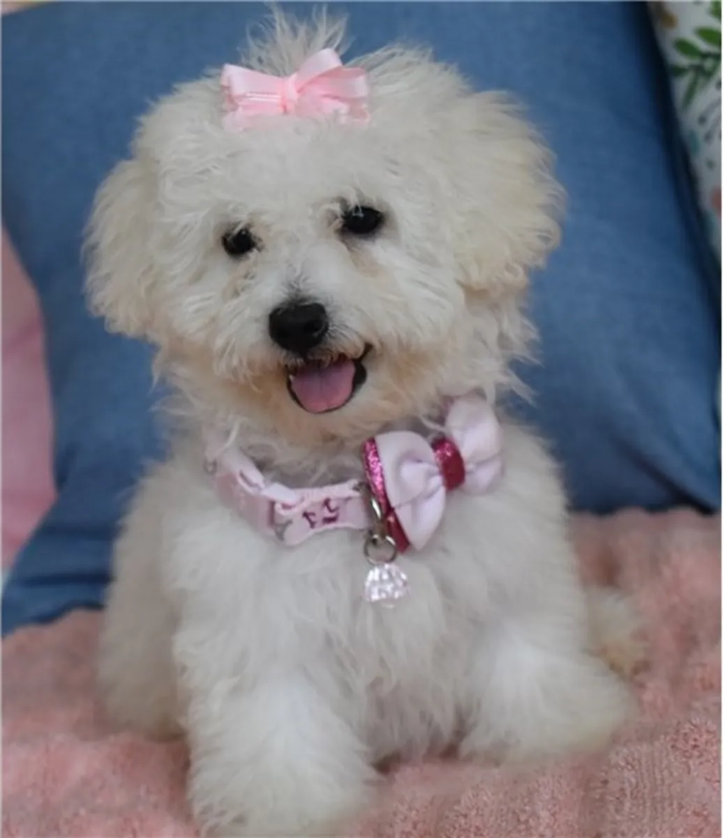 Miniatür Poodle Yavruları