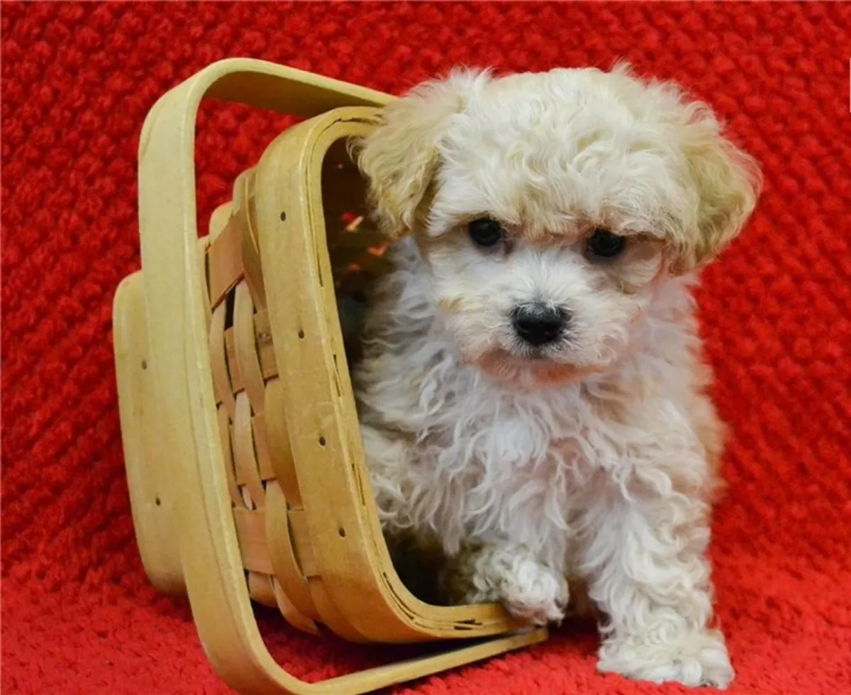 Miniatür Poodle Yavruları